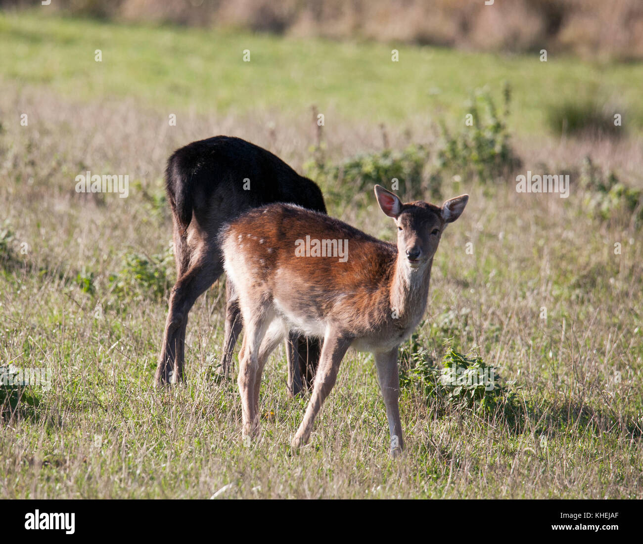 DAMHIRSCH weidet im Södermanland 2017 Stockfoto