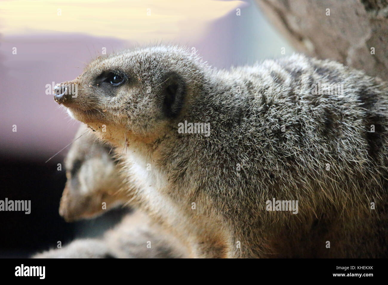 Erdmännchen (suricata suricatta) in Nahaufnahme mit einem schmutzigen Nase. Baumstamm und verschwommenen Hintergrund. Stockfoto