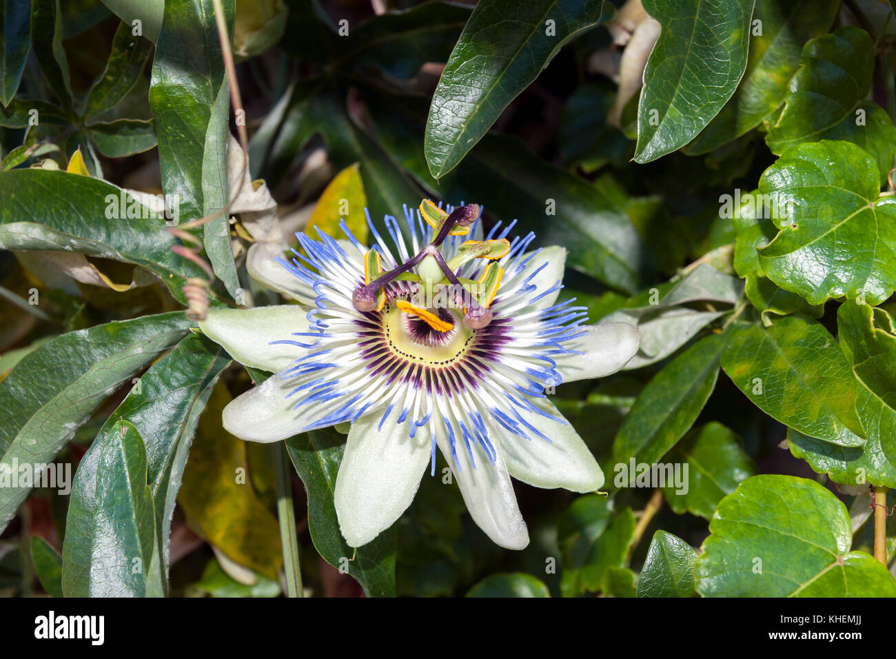 Passiflora o Flor de La Pasión. Mombeltrán. Barranco de Las Cinco Villas. Valle del Tiétar. Estado de Ávila. Castilla León. España Stockfoto