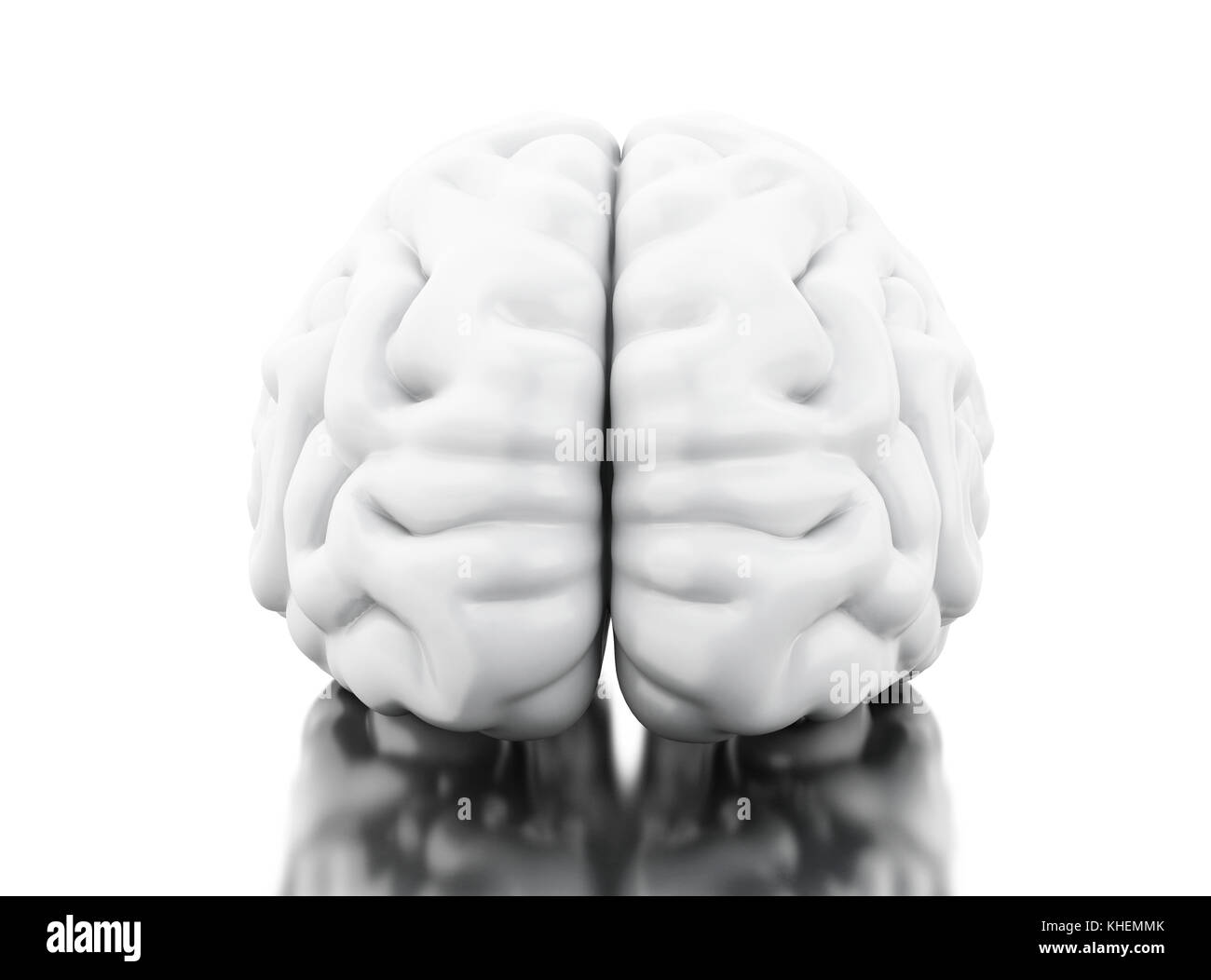 3d-Abbildung. menschliche Gehirn. Wissenschaft Anatomie Konzept. isoliert weißer Hintergrund Stockfoto