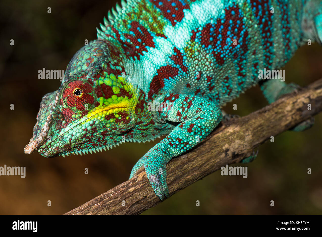 Panther chameleon (Furcifer pardalis) männlich, djangoa, Nordwesten
