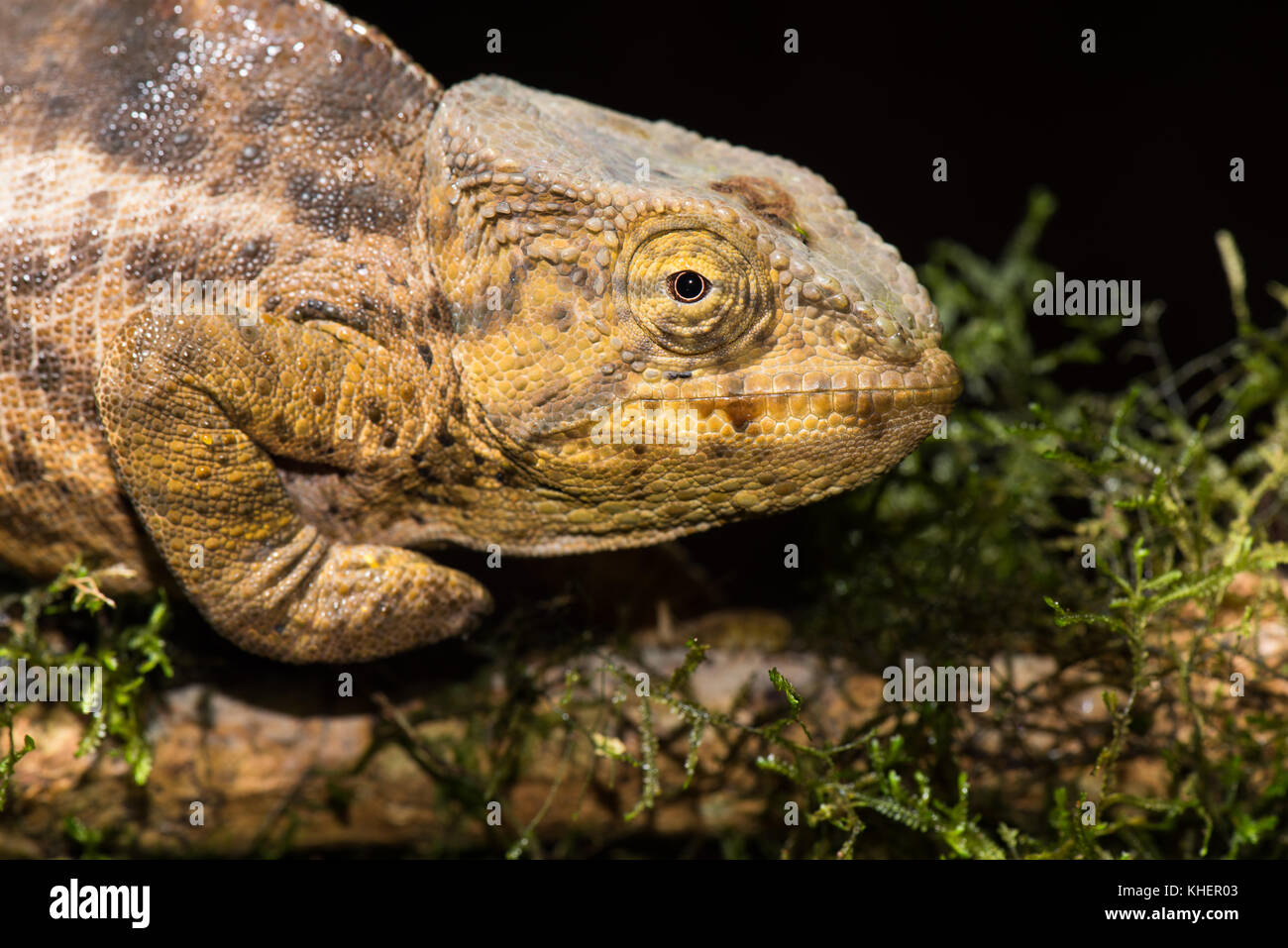 Weibliche Chameleon (calumma ambreense), amber Mountain National Park, Diana, Madagaskar Stockfoto