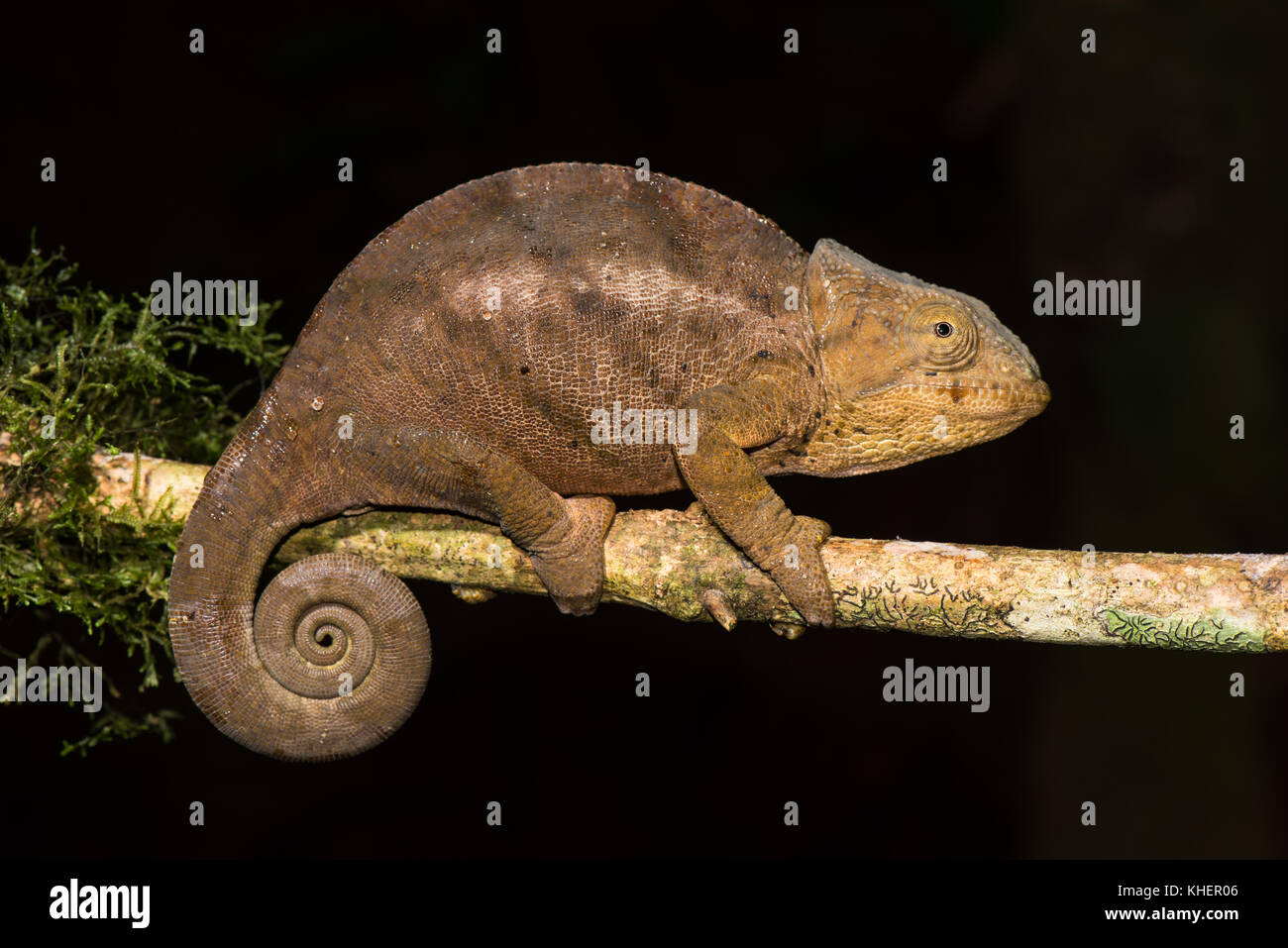 Weibliche Chameleon (calumma ambreense), amber Mountain National Park, Diana, Madagaskar Stockfoto
