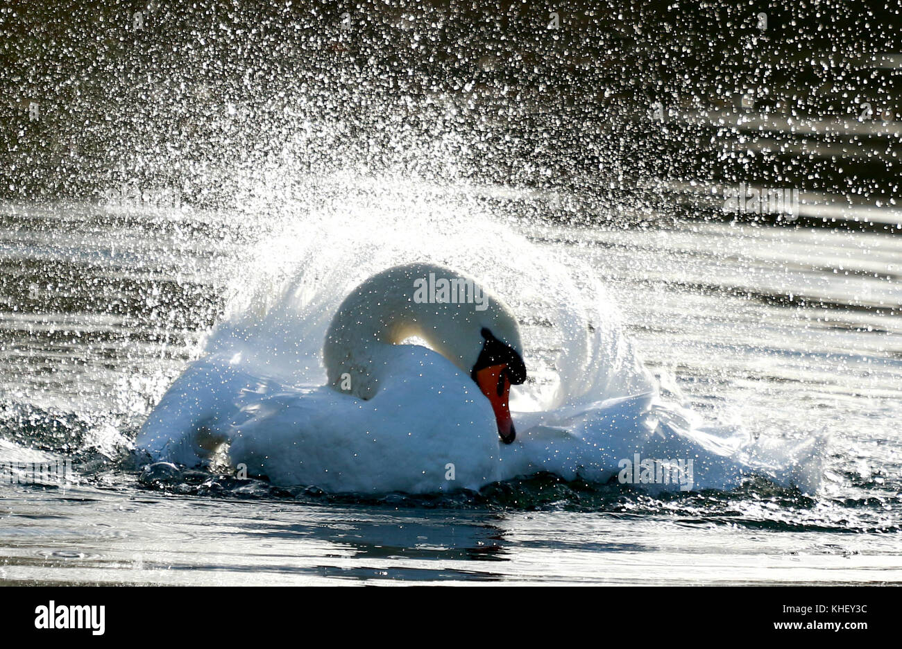 Peterborough, Großbritannien. 16 Nov, 2017. de Wetter. Eine Mute swan Sprays überall Wasser, da es ein Waschen bei Nene Park, Peterborough, Cambridgeshire, am 16. November 2017. uk Wetter. Credit: Paul Marriott/alamy leben Nachrichten Stockfoto
