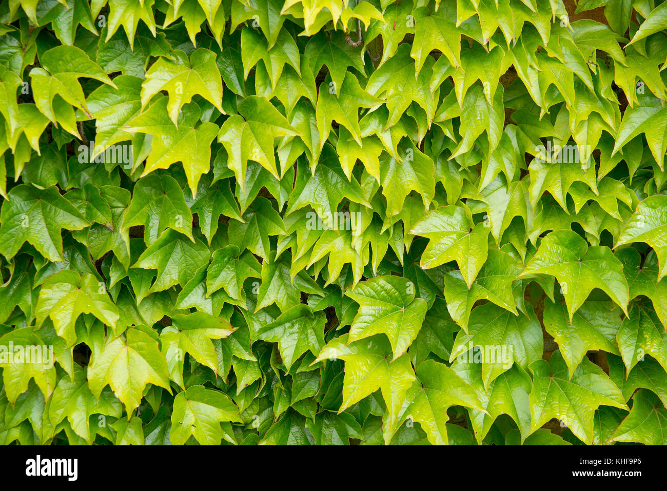 Blätter als Hintergrund Stockfoto