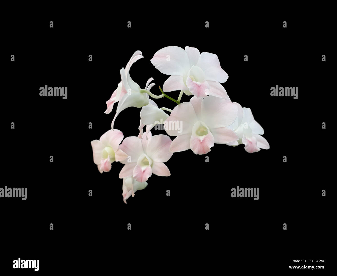 Orchidee auf Schwarz isoliert Stockfoto