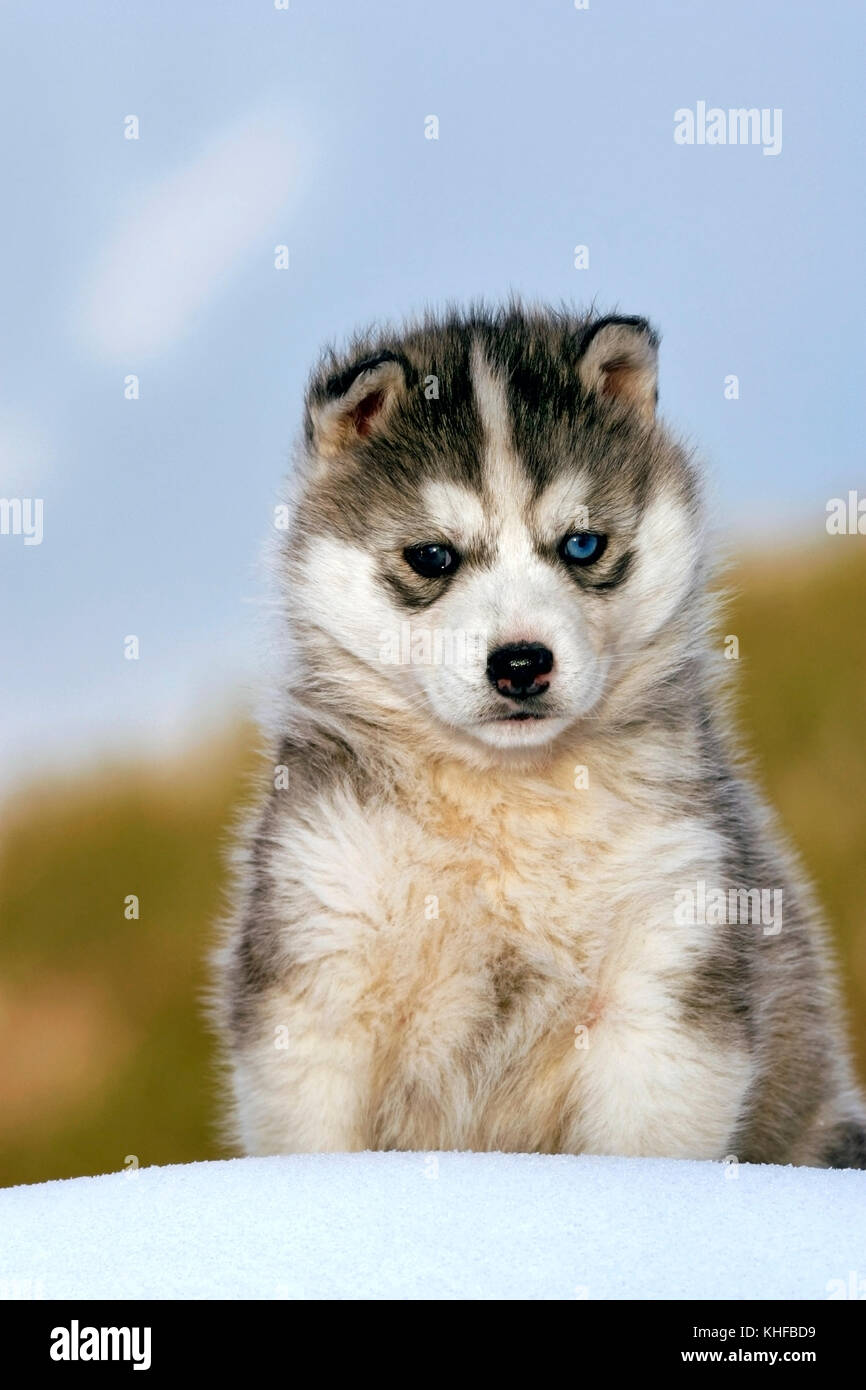 Süße Sibirische Husky Welpe, 2 Monate alt, sitzt auf Schnee, Porträt Stockfoto