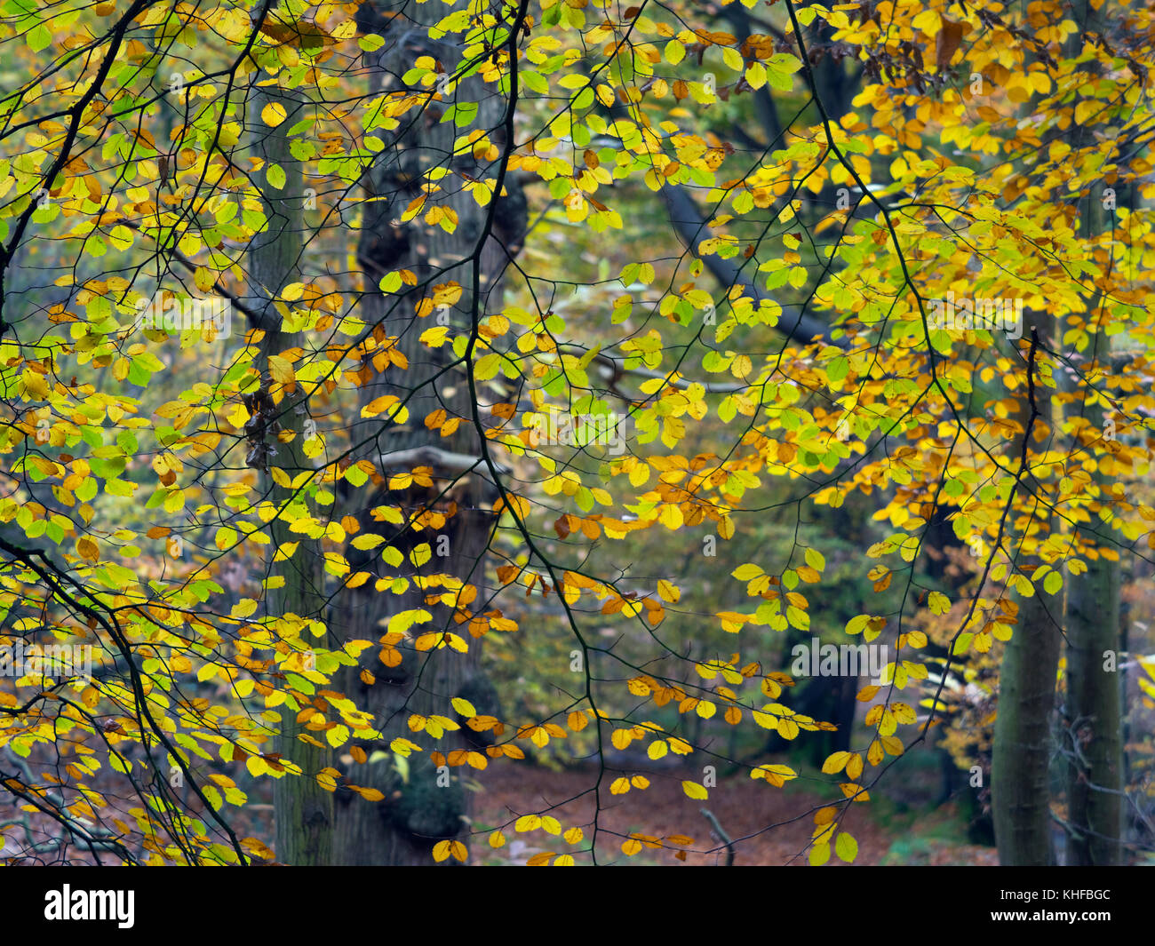 Buche Fagus sylvatica und Herbstlaub Felbrigg großen Wald Norfolk UK Anfang November Stockfoto