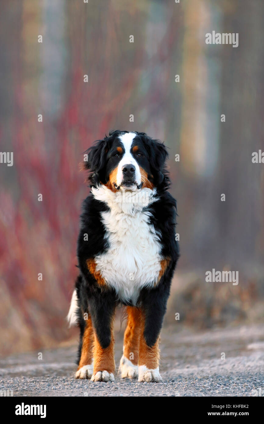Wunderschöne Berner Sennenhund stehend auf der Straße, sehen, Stockfoto