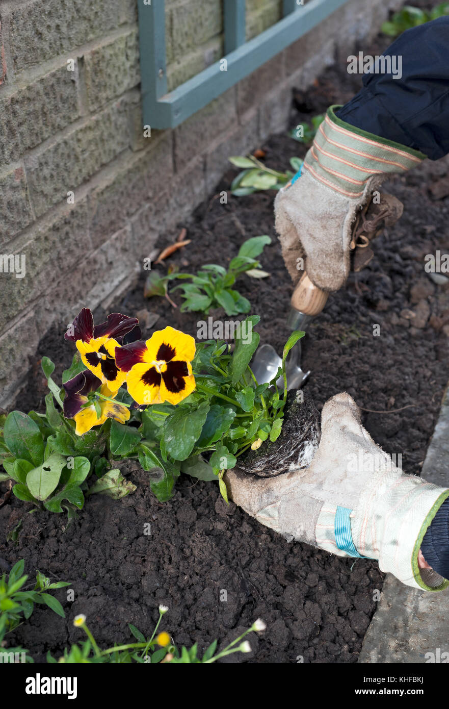 Nahaufnahme von Mensch Person Gärtner Pflanzen Winter blühenden Stiefmütterchen im Garten England UK Vereinigtes Königreich GB Großbritannien Stockfoto