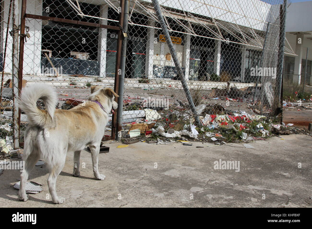 Ein Hund beobachtet den Müll und die Dekadenz am alten und verlassenen Flughafen von Ellinikon, in Athen, Griechenland. Stockfoto