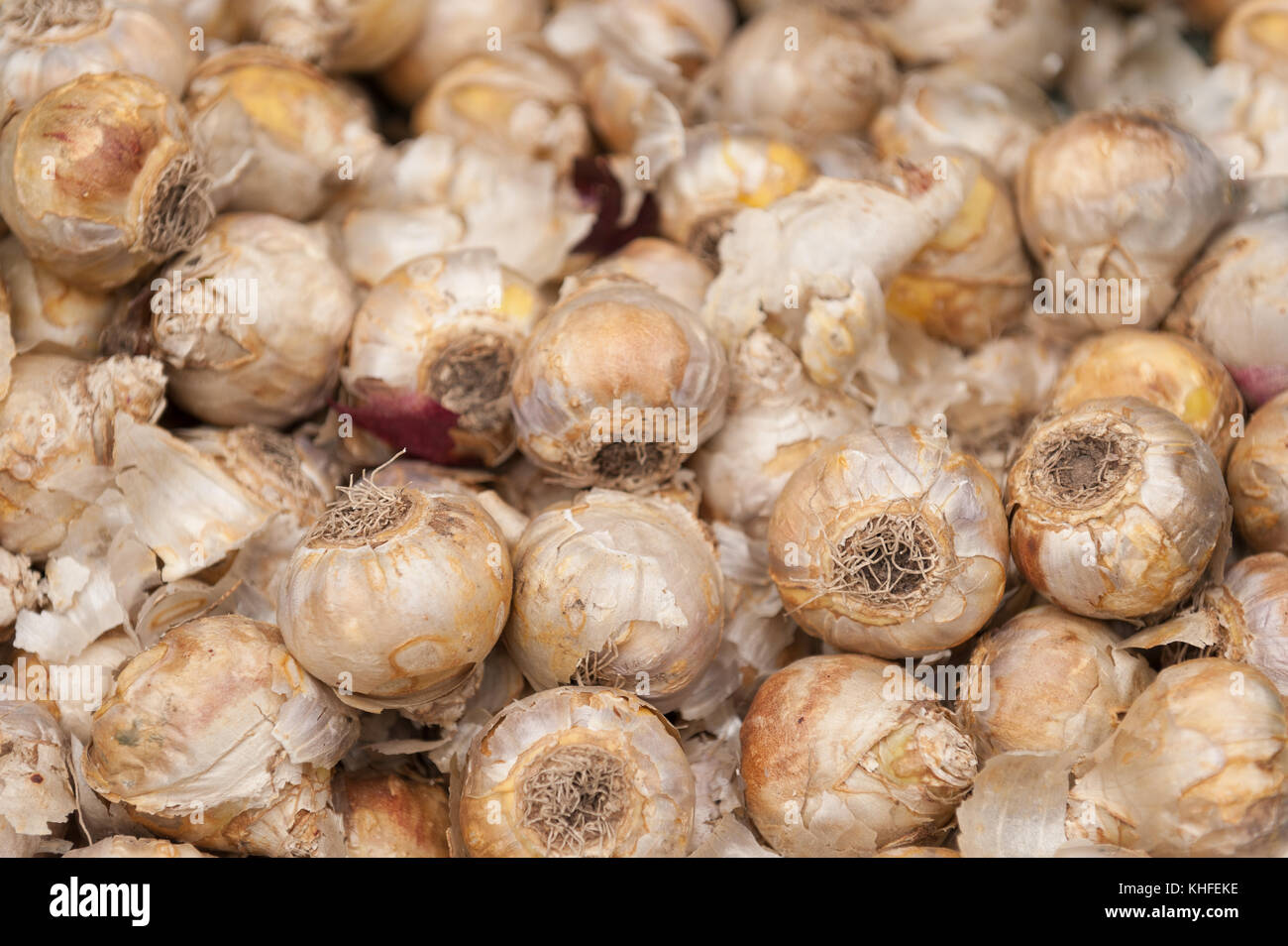 Viele Hyazinthe Zwiebeln mit reizend Lampe Gehäuse, das für einige Ursache chemische Reizstoffe Kontaktdermatitis bereit, im Herbst Pflanzen Stockfoto