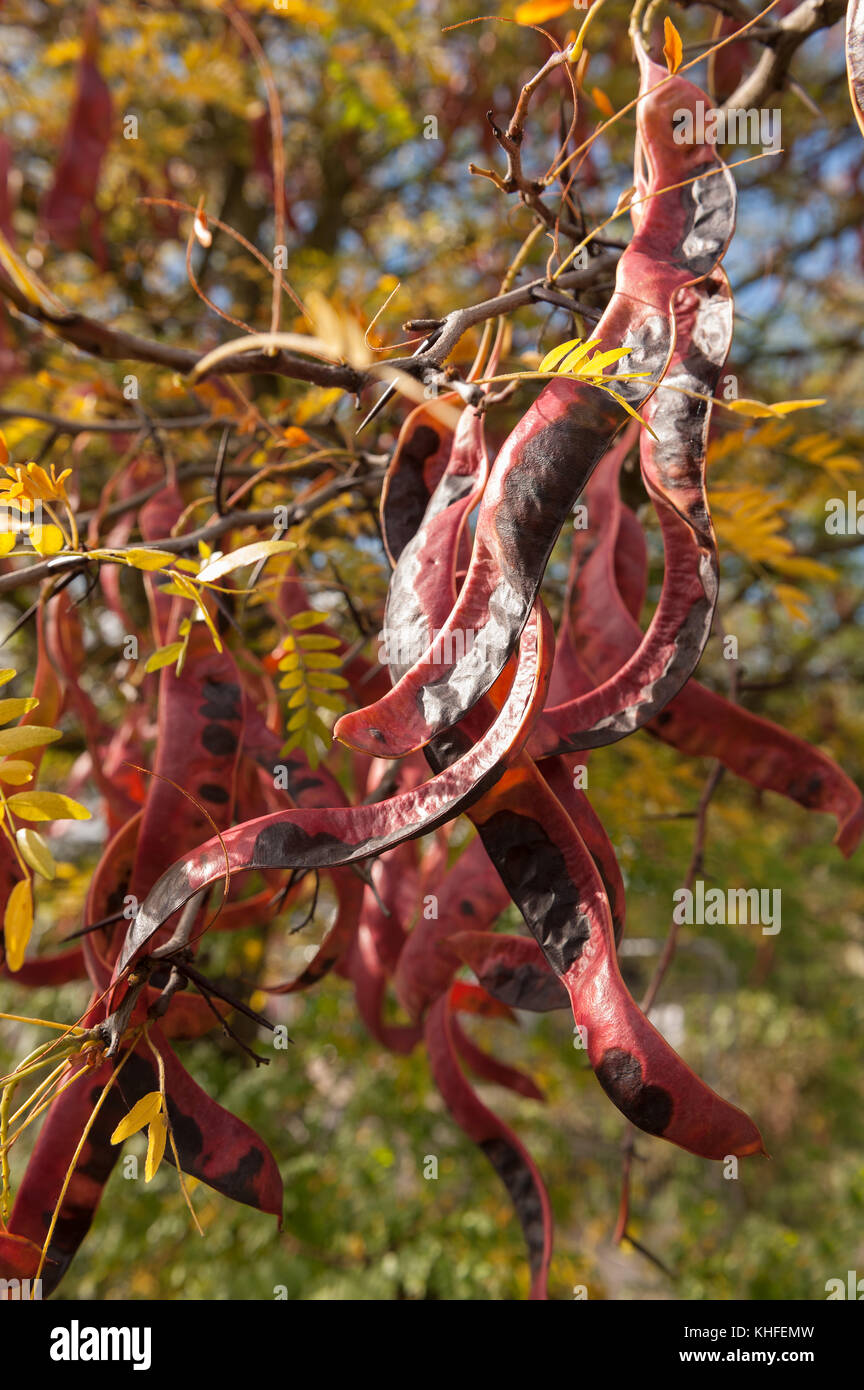 Honey locust tree -Fotos und -Bildmaterial in hoher Auflösung – Alamy