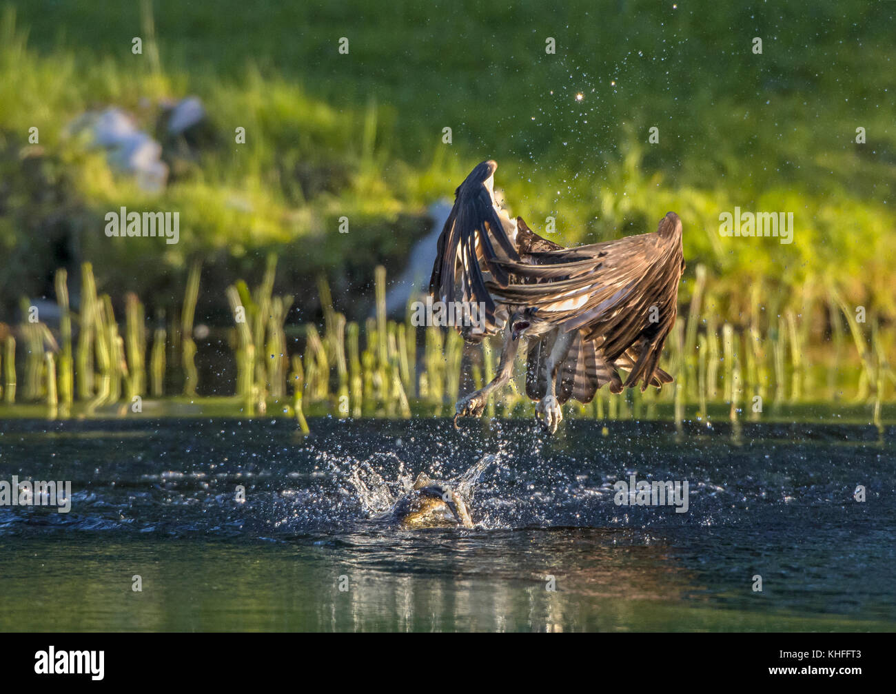Angeln in einem park Fotos und Bildmaterial in hoher Auflösung Alamy