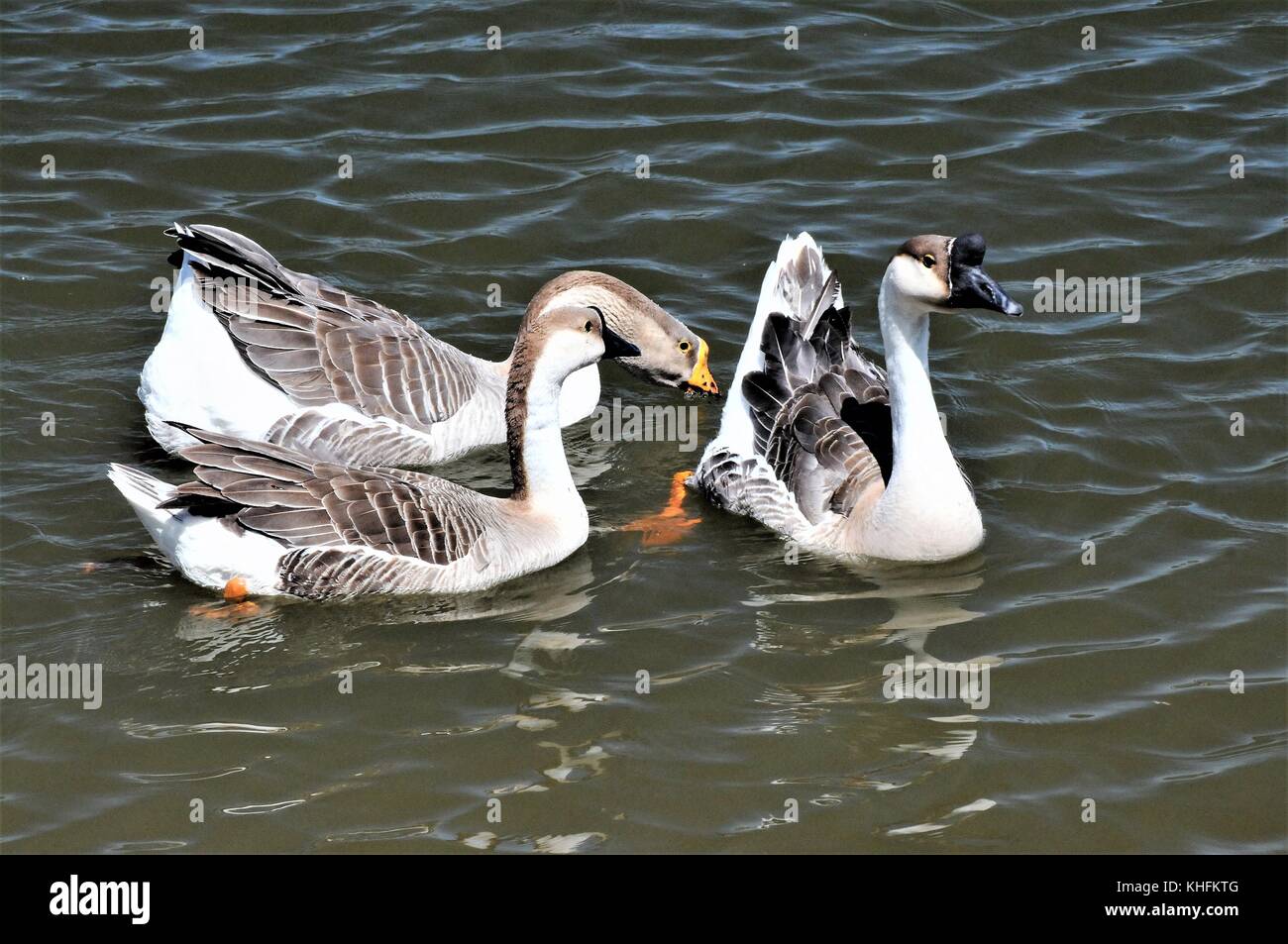 Drei chinesische Gänse aus zum Schwimmen ein. Stockfoto