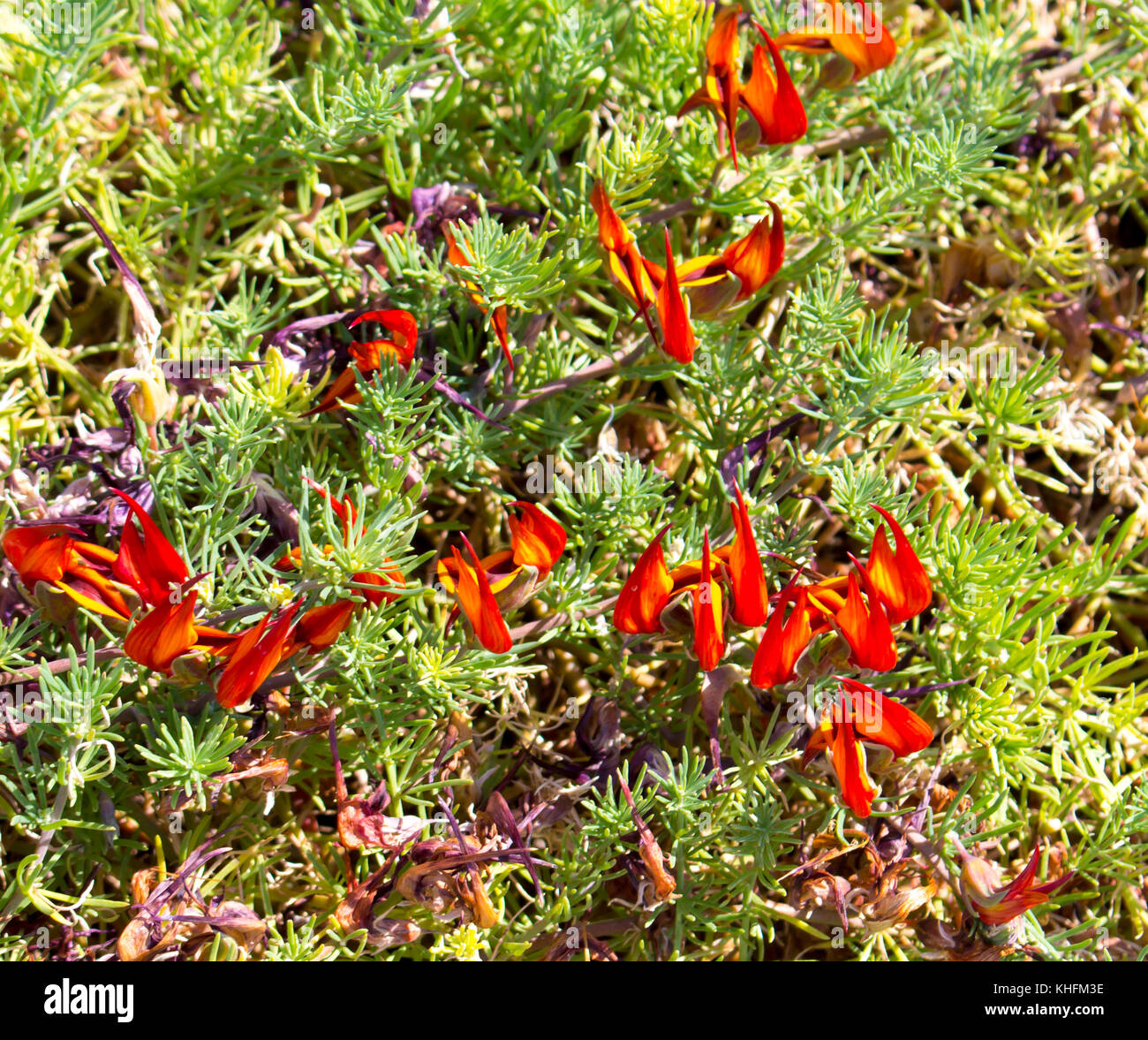 Rot und Orange Lotus pflanze Lotus maculatus ist ein sehr winterharte  Stauden Bodendecker mit leuchtend roten Papagei Schnabel geformte Blüten im  Frühjahr und im Sommer Stockfotografie - Alamy