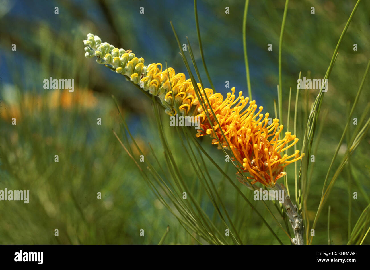 Honig (grevillea Grevillea eriostachya), Blume Spike. Western Australia Stockfoto