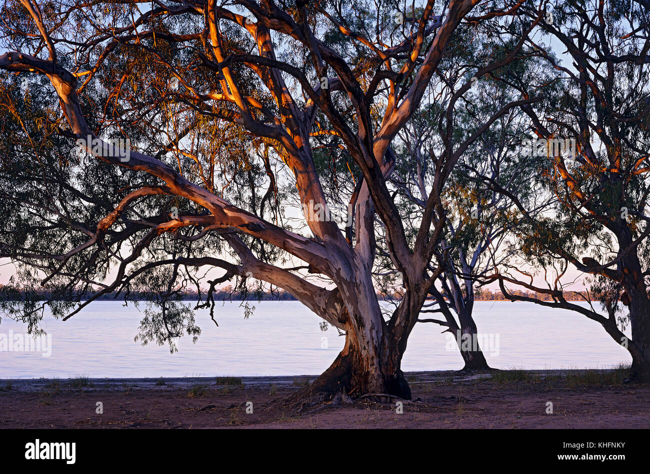 River Red Gums (Eucalyptus camaldulensis), am Ufer des Sees Mournpall. Hattah-Kulkyne National Park, Victoria, Australien Stockfoto