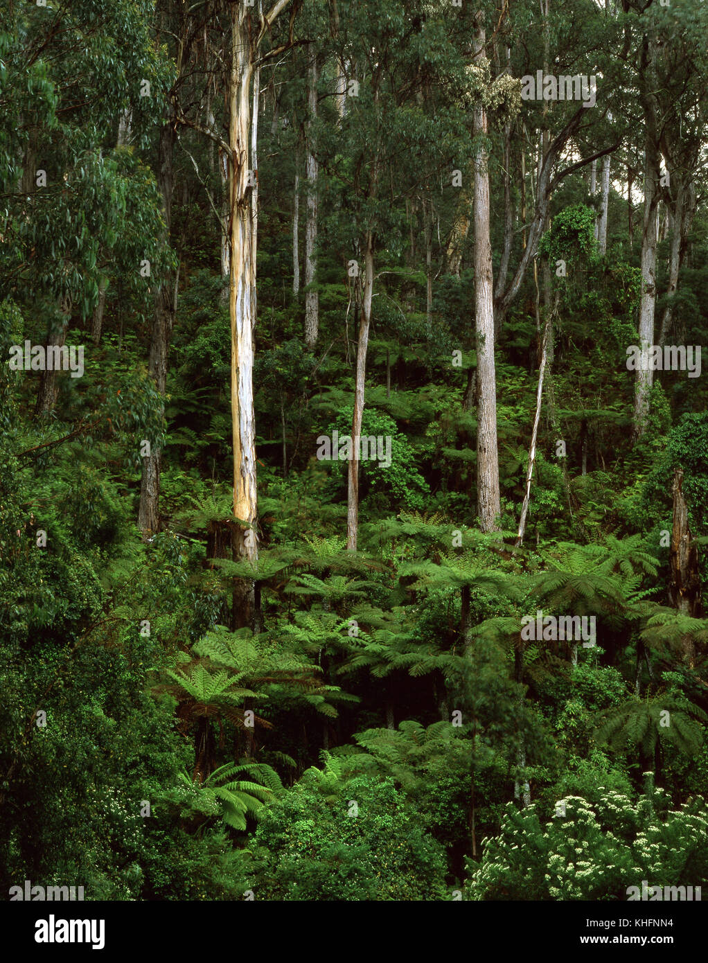 Hohe Eukalyptus Wald mit unterwuchs Baumfarn (Dicksonia antarctica). Süd-ost Wälder National Park, New South Wales, Australien Stockfoto