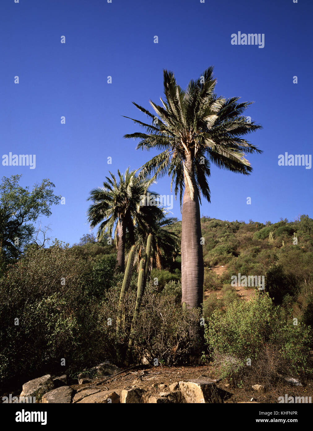 Chilenischer Wein Palm (Jubaea sp.), hohen Palmen, die bis zu 25 Meter, der früher für seine SAP-und Muttern ausgenutzt. La Campana Nationalpark, V Region, Chile Stockfoto