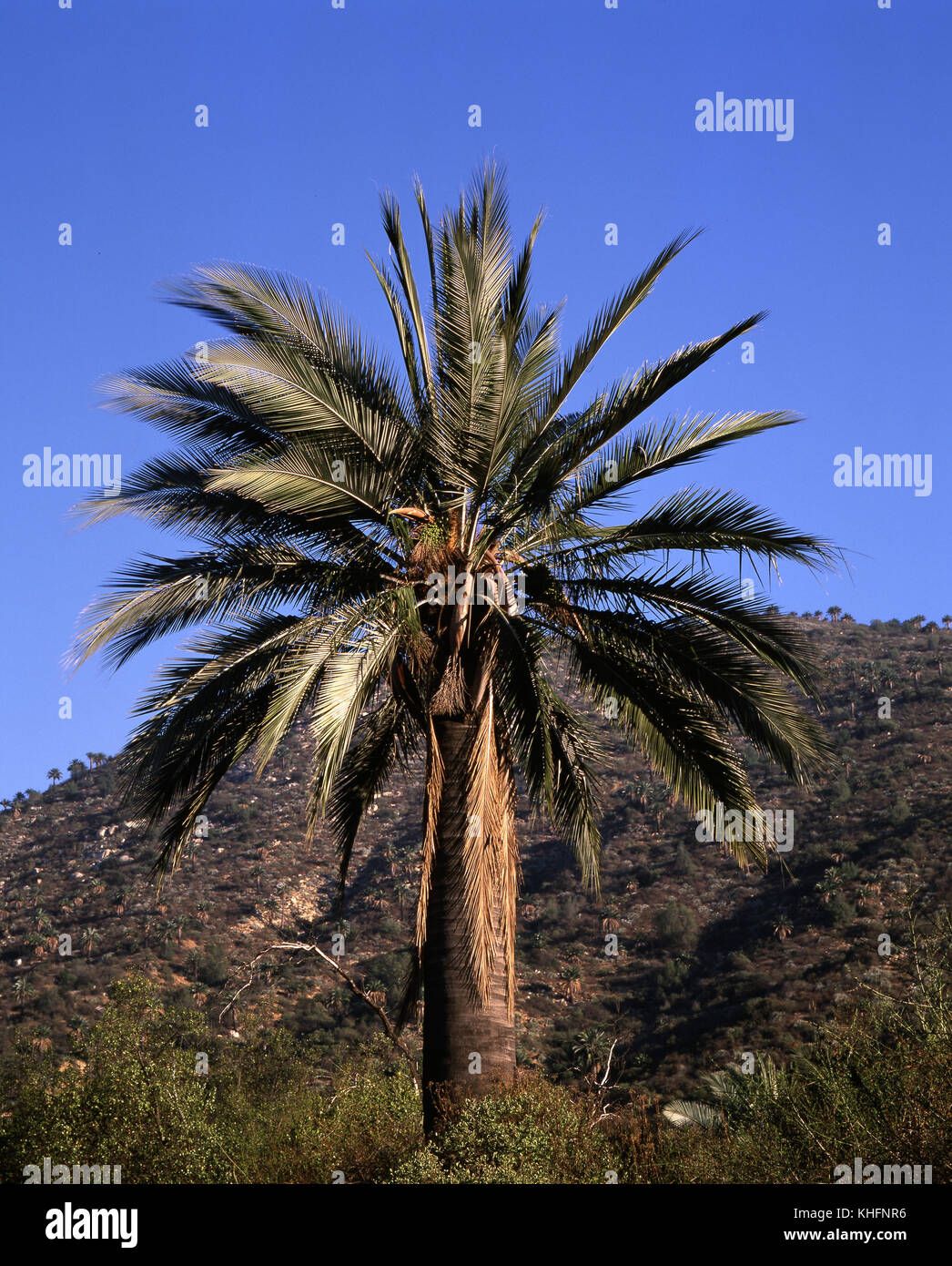 Chilenischer Wein Palm (Jubaea sp.), hohen Palmen, die bis zu 25 Meter, der früher für seine SAP-und Muttern ausgenutzt. La Campana Nationalpark, V Region, Chile Stockfoto