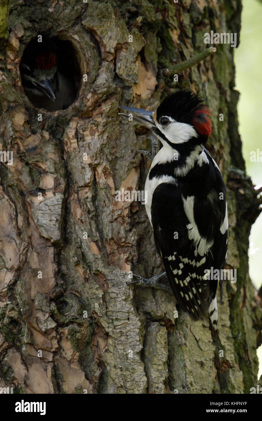 Größere / Buntspecht / buntspecht (Dendrocopos major) Fütterung junges Küken im Nest hole, Europa. Stockfoto