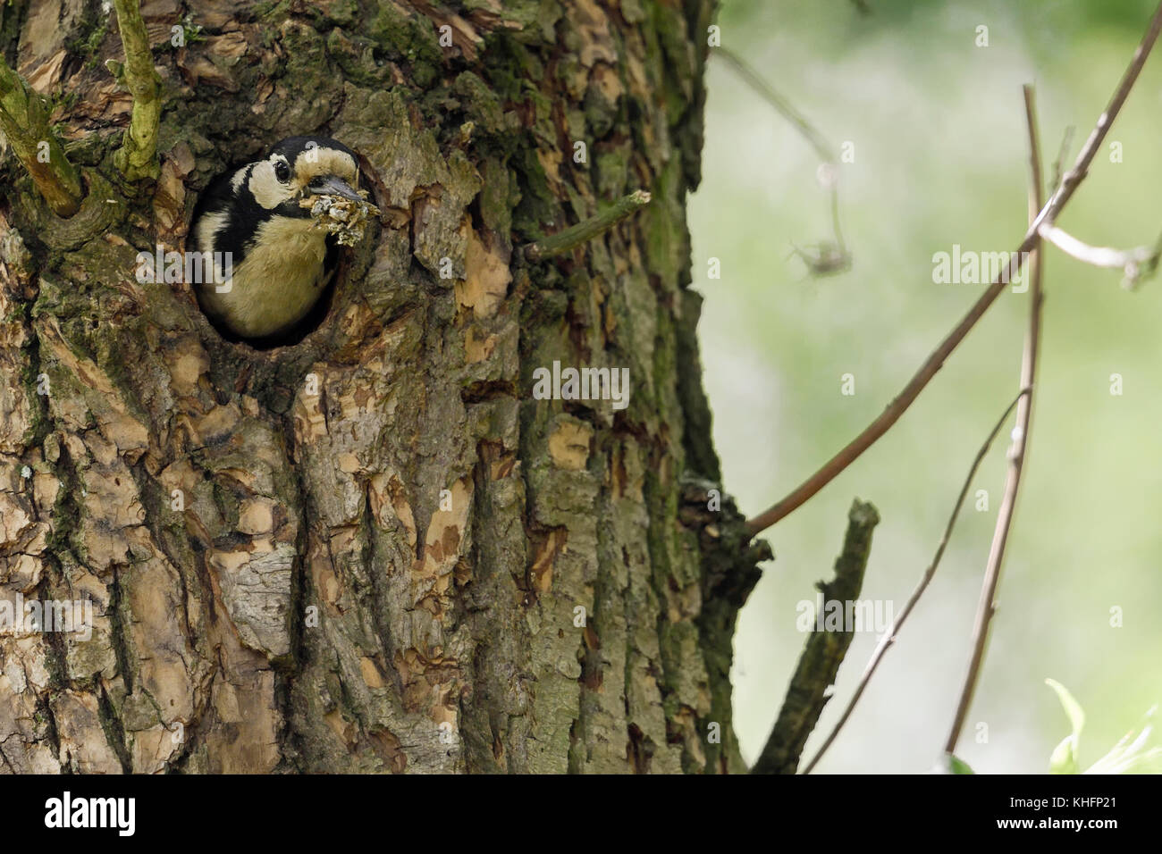 Buntspecht/Buntspecht (Dendrocopos major), erwachsene Frau, sein Nest, aus dem Nest hole. Stockfoto