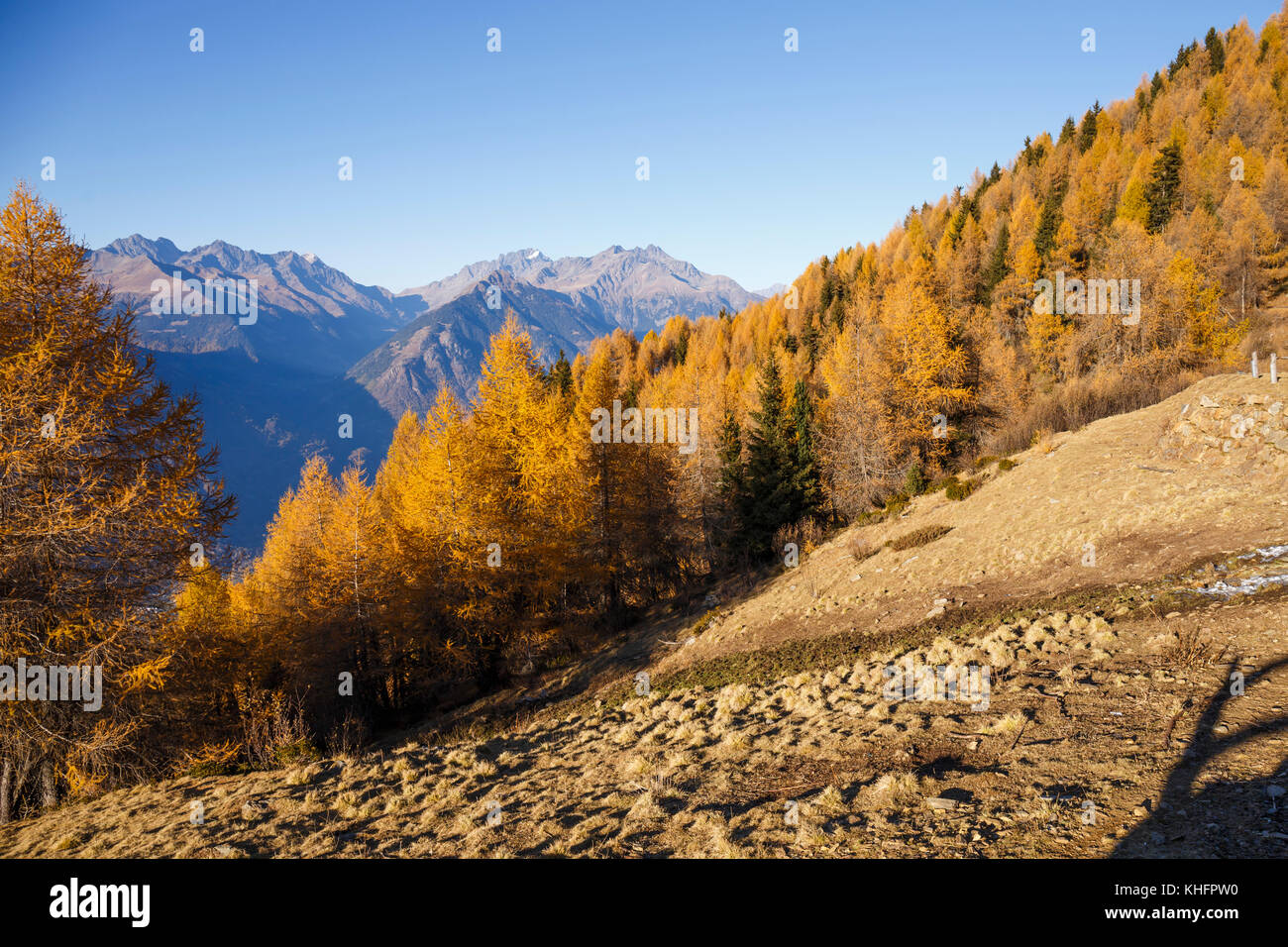 Herbstwald in den Bergen von Mortirolo im Valtellina, Italien. Stockfoto