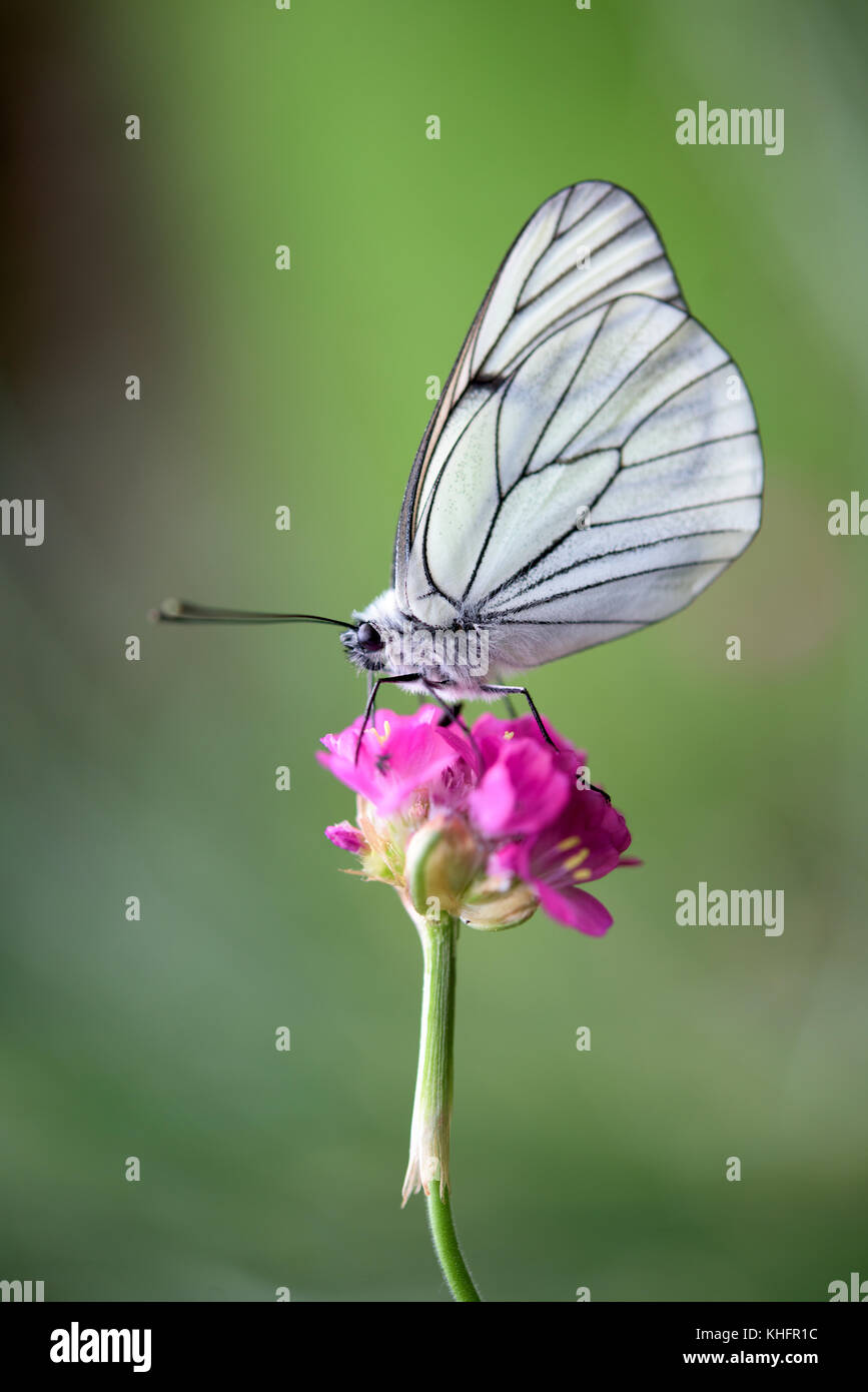 Weiß Schmetterling auf eine rosa Blume Stockfoto