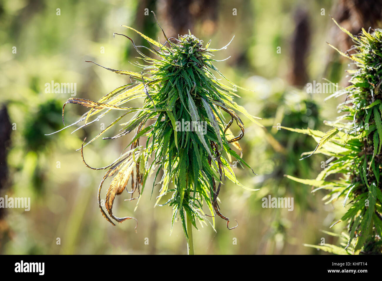 Cannabis Sativa Pflanze, Nahaufnahme, in der Nähe von Dauphn, Manitoba, Kanada. Stockfoto