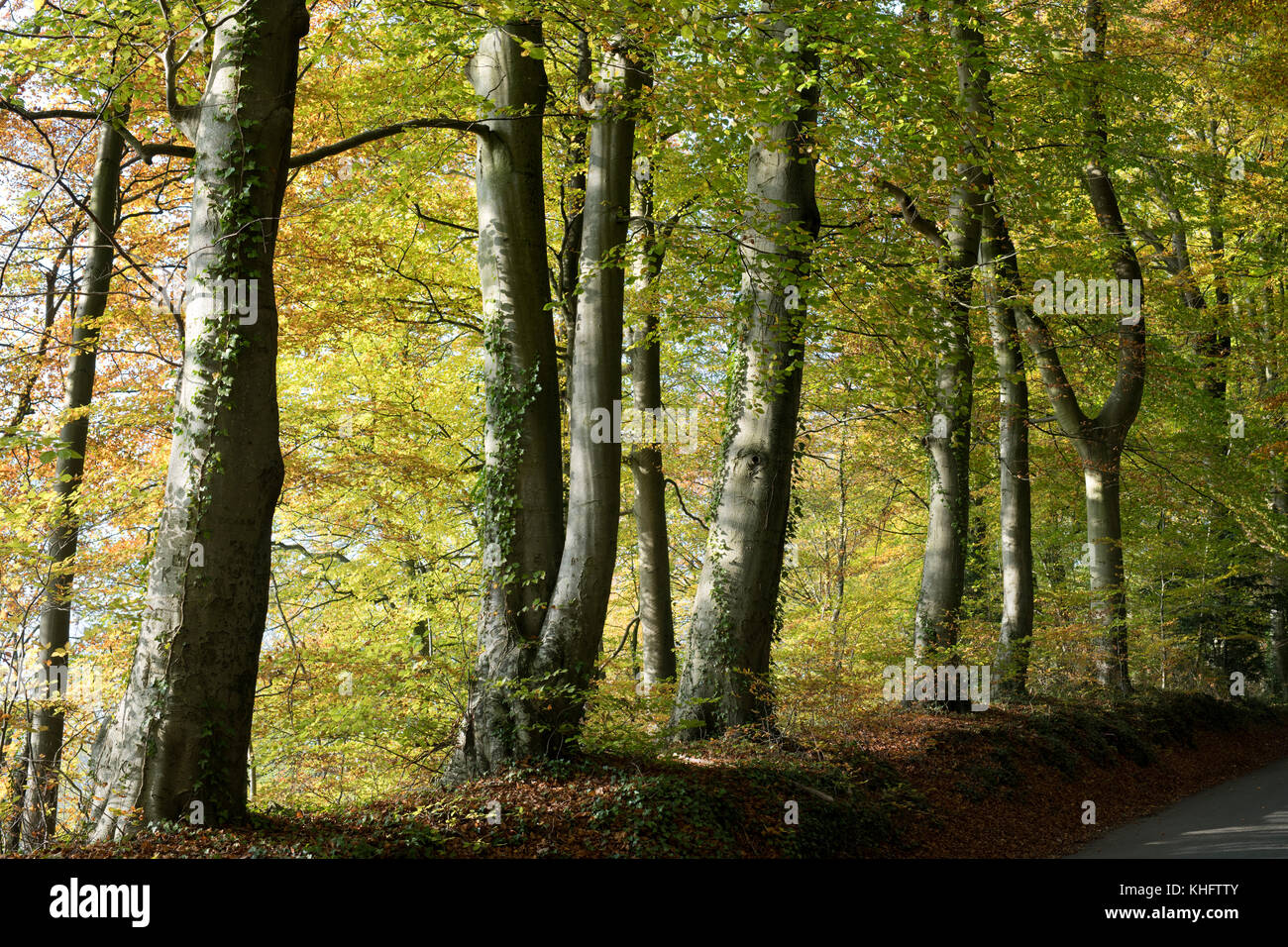 Fagus sylvatica. Herbst Buche am späten Nachmittag Sonne. Lower Dean/Turkdean, Cotswolds, Gloucestershire, England Stockfoto