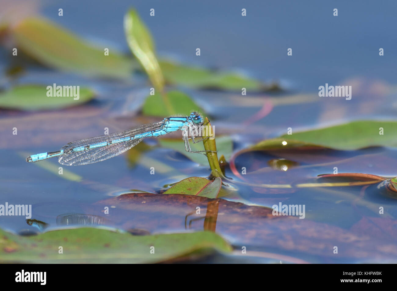 Männliche gemeinsame Blau damselfly (enallagma cyathigerum) auf Schilf in Staffordshire, England Stockfoto