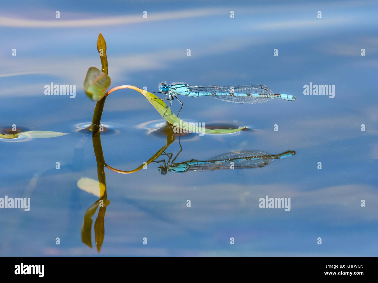 Männliche gemeinsame Blau damselfly (enallagma cyathigerum) auf Schilf in Staffordshire, England Stockfoto