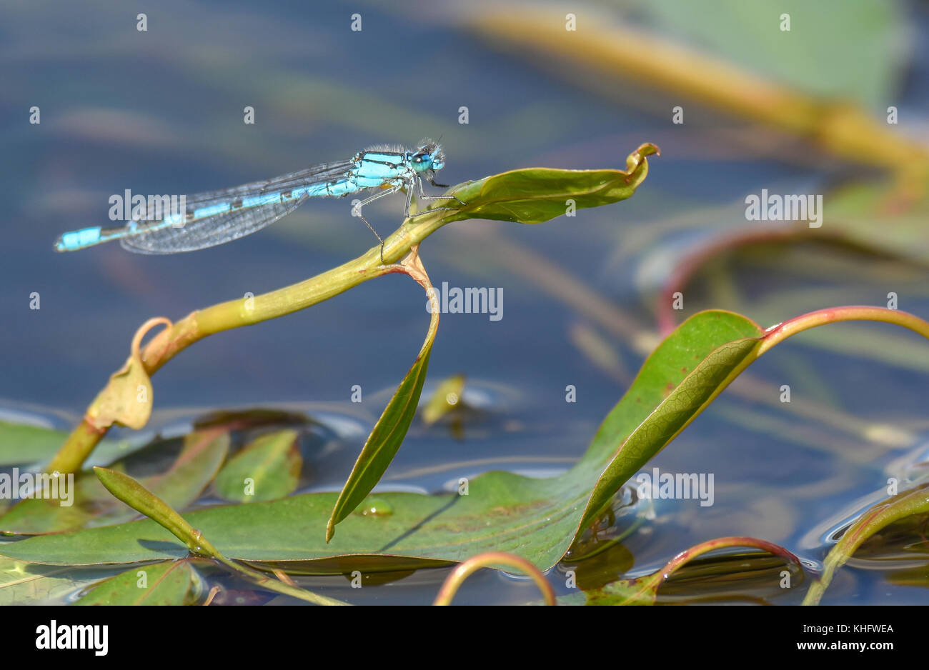 Männliche gemeinsame Blau damselfly (enallagma cyathigerum) auf Schilf in Staffordshire, England Stockfoto