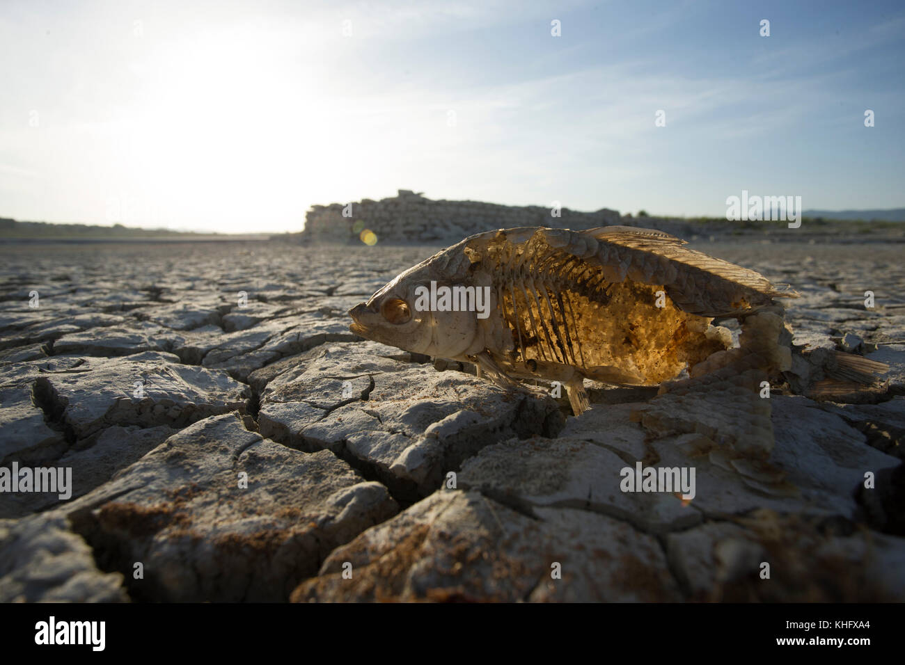 Tote Fische auf getrocknetem, rissem Schlamm während der Trockenheit. Bellús Wasserreservat. Stockfoto