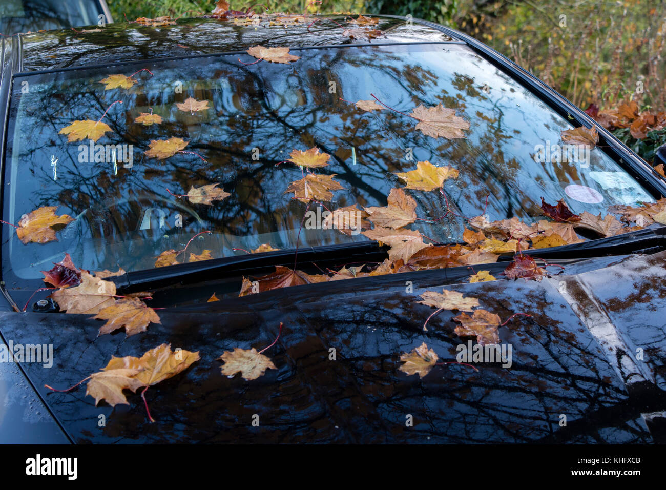 Auto mit Herbstlaub auf Windschutzscheibe, England, Großbritannien Stockfoto