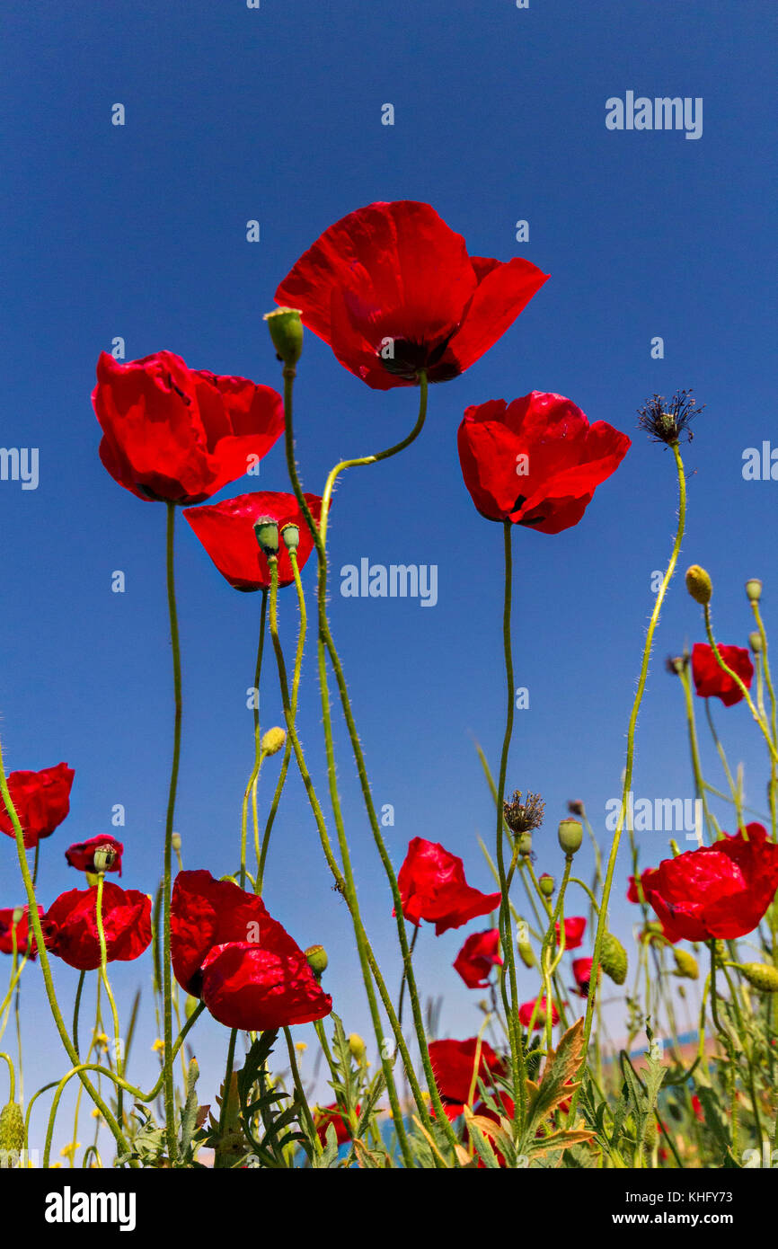 Roter Mohn in Kappadokien, Türkei. Stockfoto