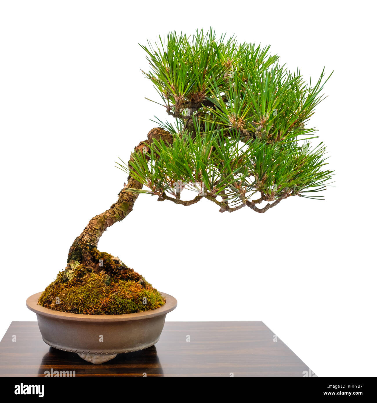 Mini nadelholz Bonsai japanische White Pine mit grünen Nadeln Stockfoto