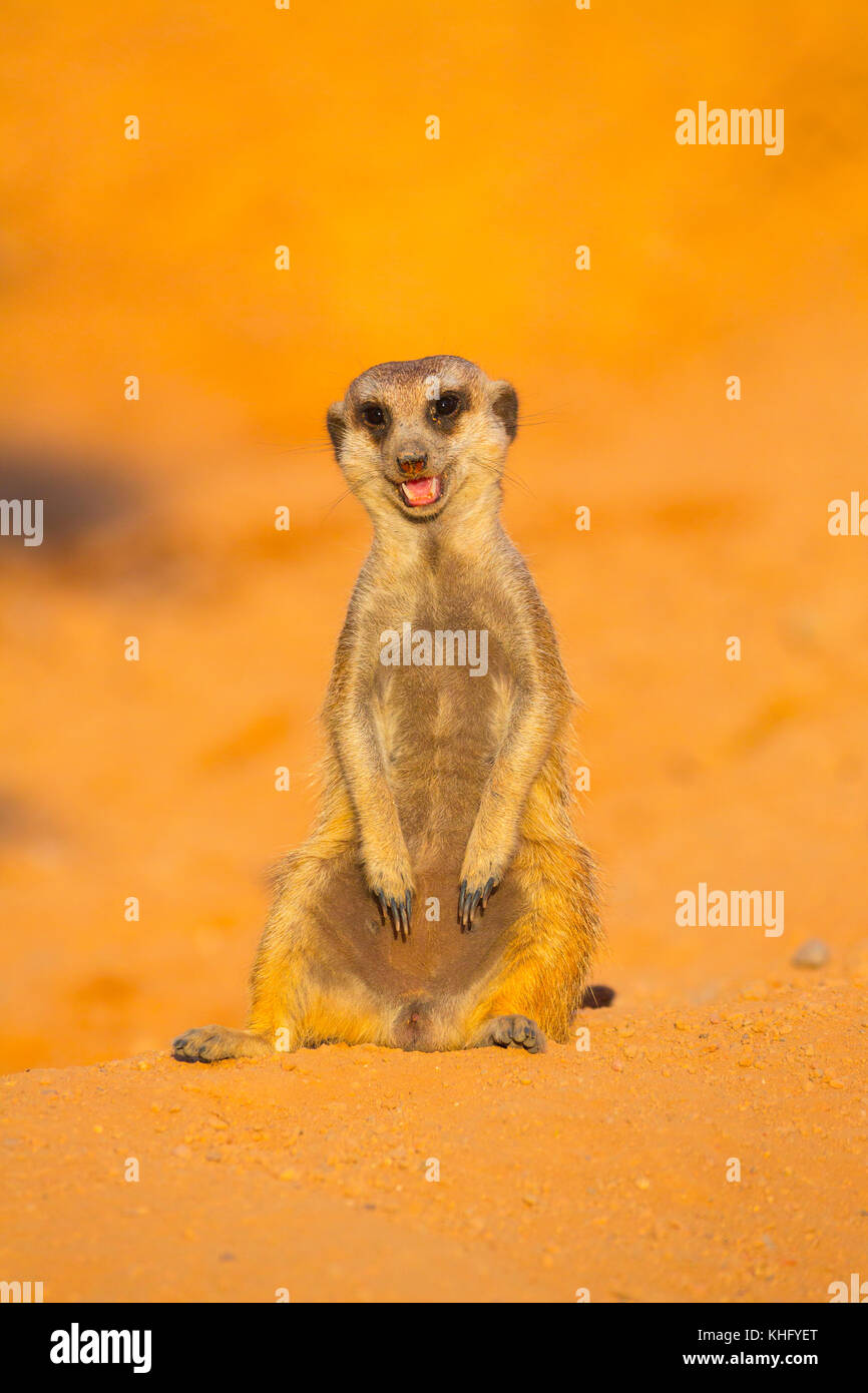 SURICATA ÜBERWACHUNG SEINER UMGEBUNG. Erdmännchen oder surikat (Suricata suricatta) Stockfoto