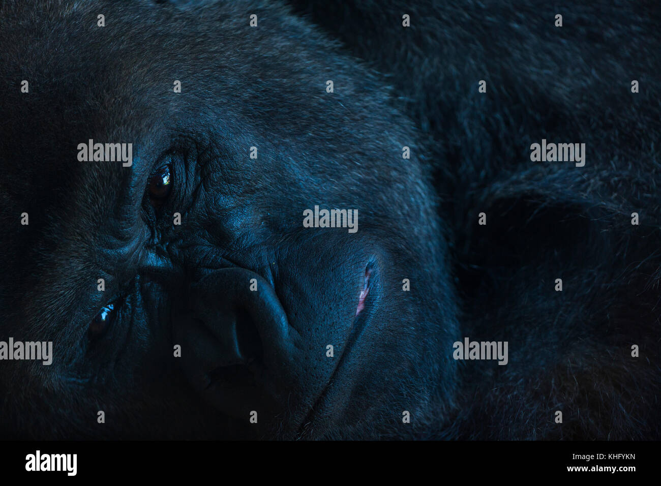 Porträt eines westlichen Flachlandgorilla (Gorilla gorilla Gorilla) Stockfoto