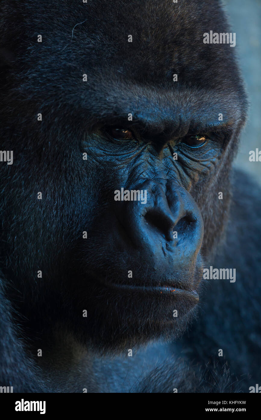 Porträt eines westlichen Flachlandgorilla (Gorilla gorilla Gorilla) Stockfoto