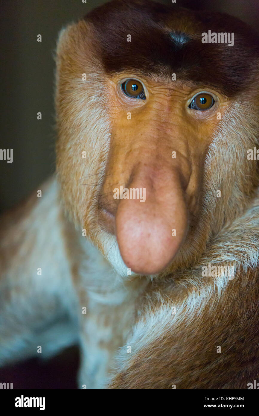 Porträt einer proboscis Affen (Nasalis larvatus) Stockfoto