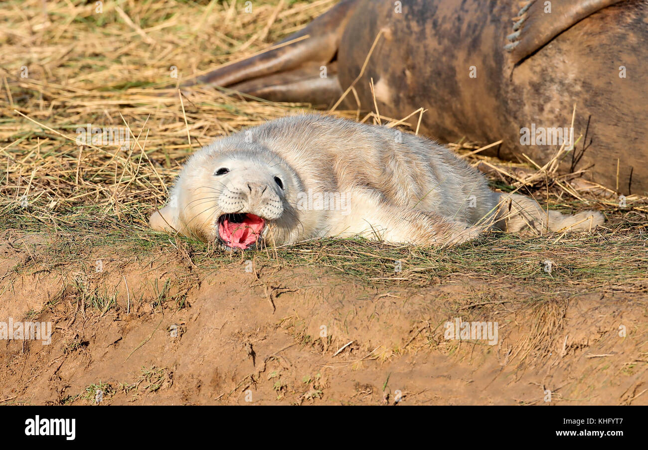 Grau seal Pup (halicheorus grypus) Stockfoto