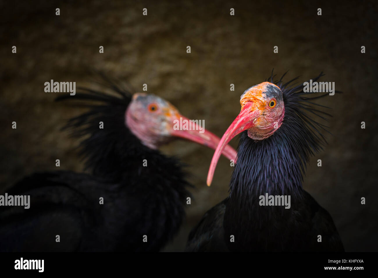 Nördlichen Waldrappen, Einsiedler Ibis oder Waldrapp (Geronticus Eremita) Stockfoto