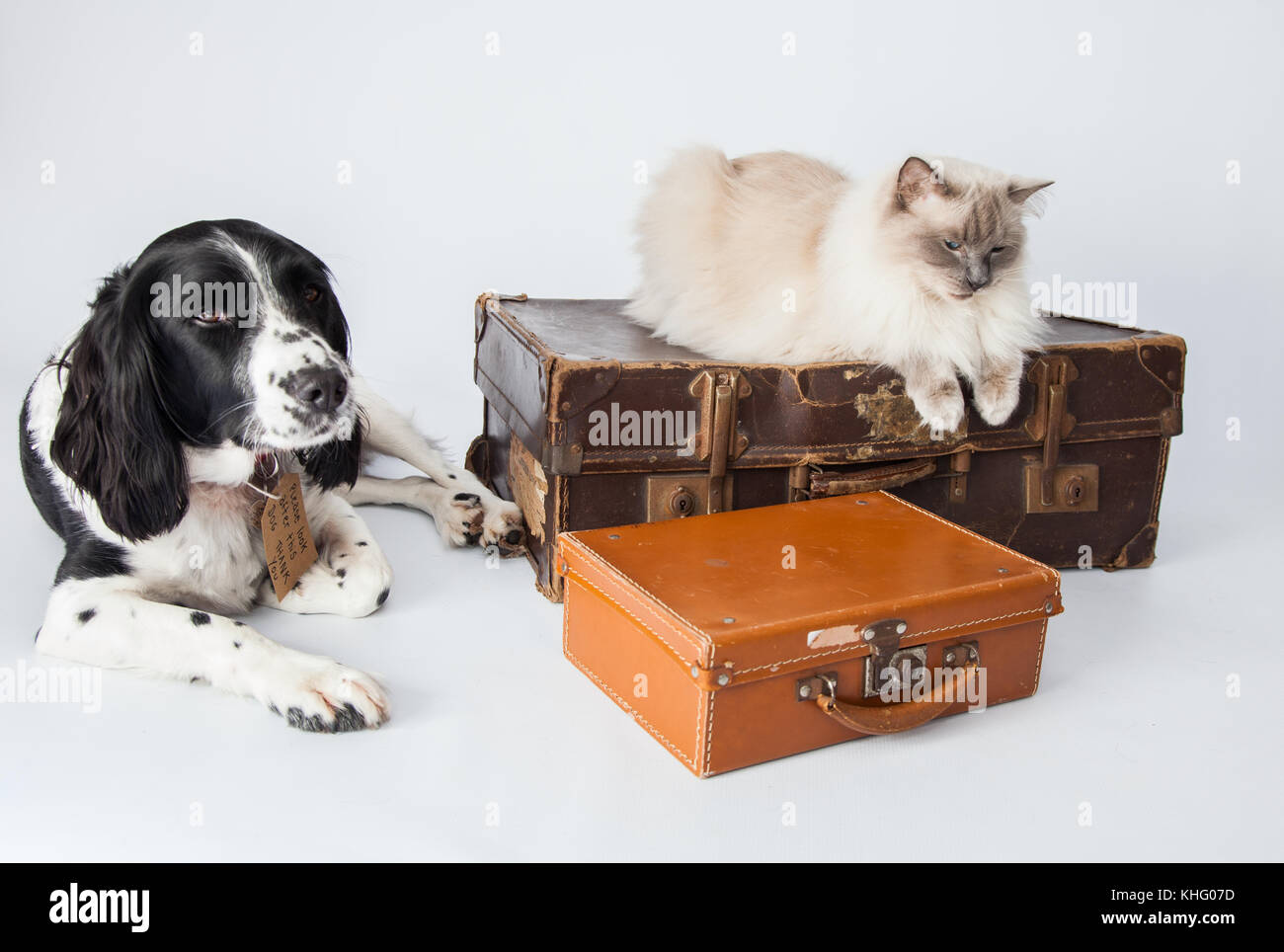 Ragdoll Cat&Springer Spaniel In einem Fotoshooting Stockfoto