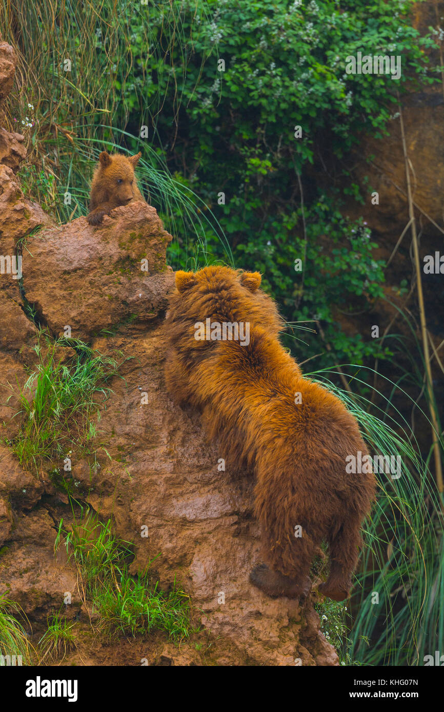 Braunbär (Ursus arctos), Parque de la Naturaleza de Cabárceno, Kantabrien, Spanien, Europa Stockfoto