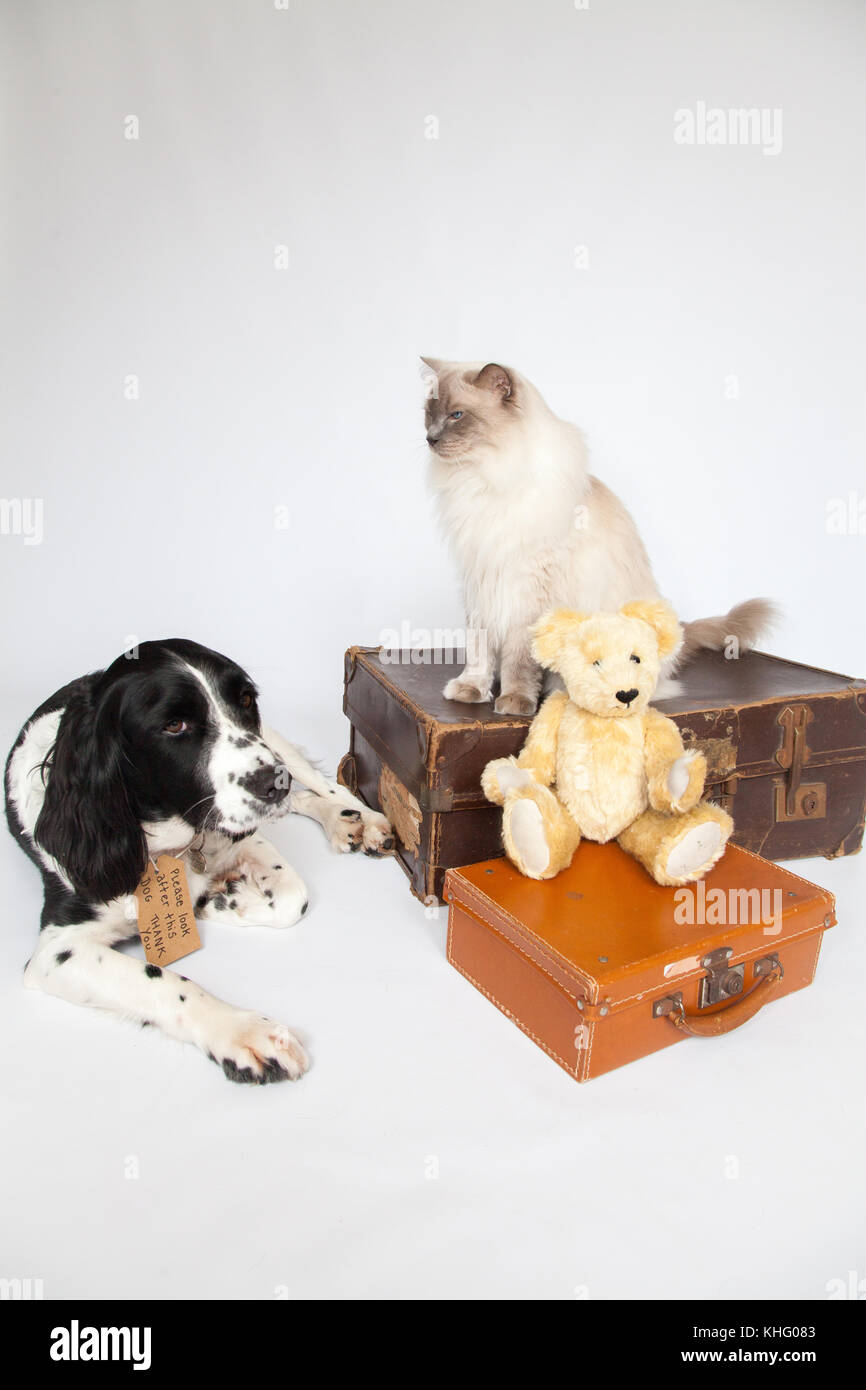 Ragdoll Cat&Springer Spaniel In einem Fotoshooting Stockfoto