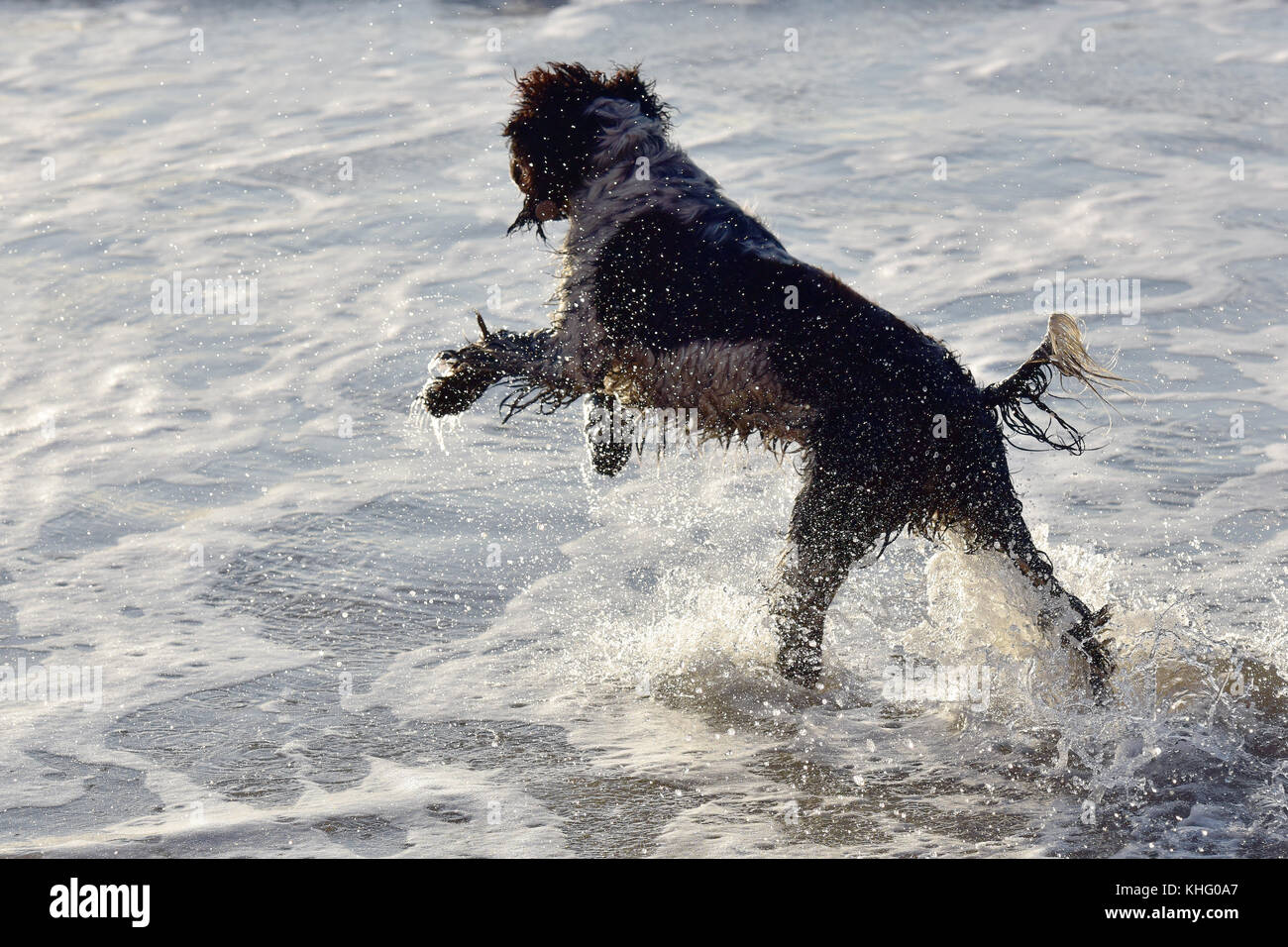 Ein Springer Spaniel hund springen oder springen ins Meer in den Wellen am Meer klatschnass und Spaß auf der Jagd nach einem Ball in der Brandung. Stockfoto