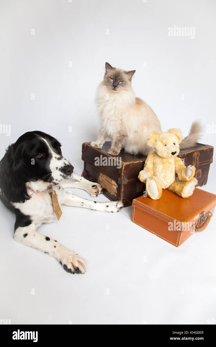 Ragdoll Cat&Springer Spaniel In einem Fotoshooting Stockfoto
