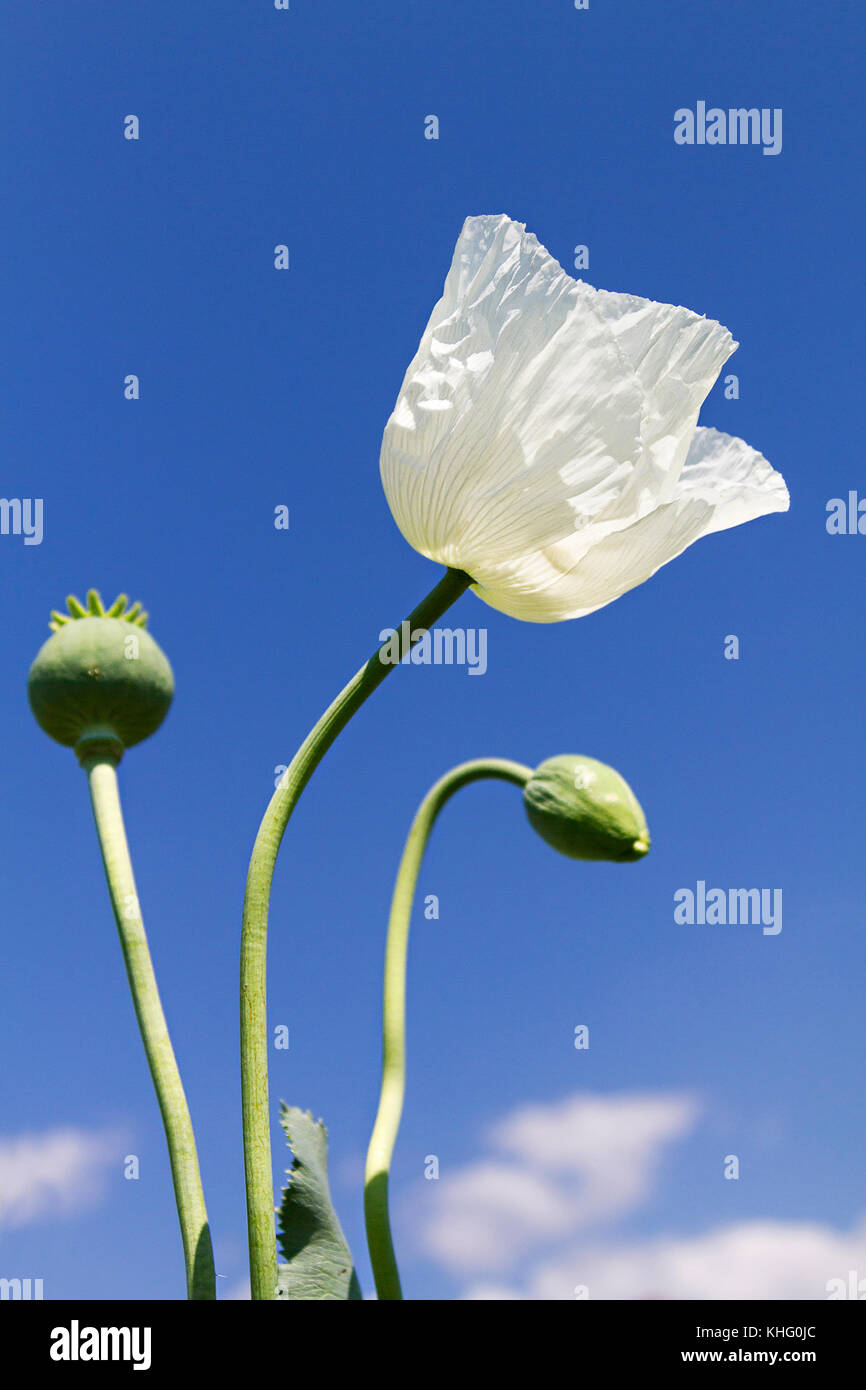 Auch als Schlafmohn Papaver somniferum in Lateinamerika, der Türkei bekannt. Stockfoto
